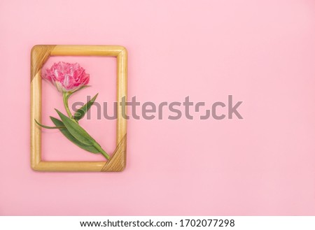 Beautiful pink terry tulip in a wooden frame on a pink background Easterpostcard. Terry tulip Burgundy Lace with fringed edges of the petals. Spring time and mood. Congratulation Mother's Day