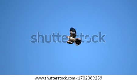 Mockingbird flying in the sky
