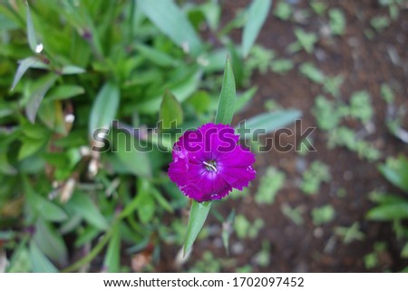 
Purple  Dianthus flower wet in the rain