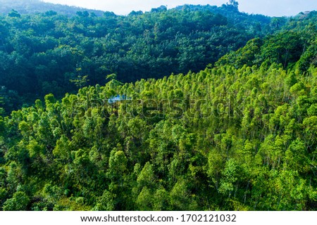 aerial view and textures on forest