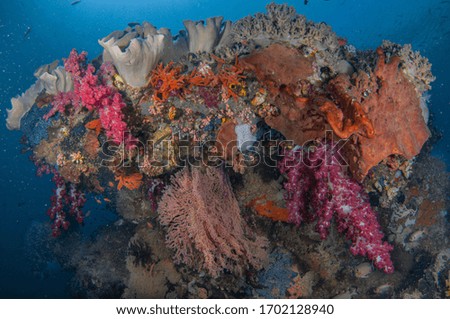 Colourful corals of Raja Ampat