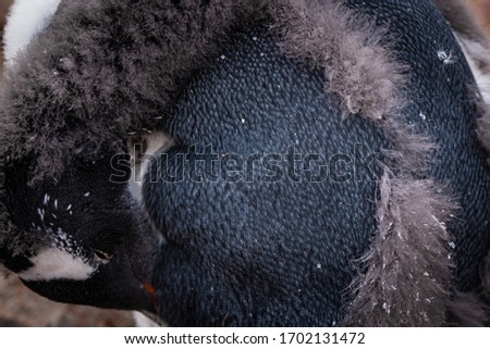 close up of a Gentoo Penguin moulting