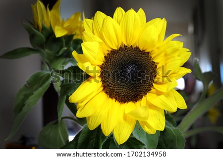 Sunflowers: A lovely bright golden yellow sunflower with a brown centre in full bloom in a nice bouquet.