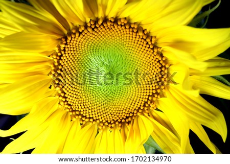 Sunflowers: Very vivid and bright yellow sunflower shot macro and very up close with fine details and sharpness.