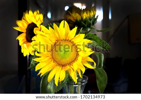 Sunflowers: A lovely image of vividly coloured golden yellow sunflowers in a bouquet, shot with a wide angle lens with great details.