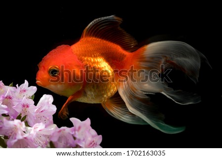 Goldfish isolated and flowers foreground on black background