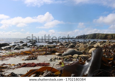 Beach with seaweed and rocks in Ireland
