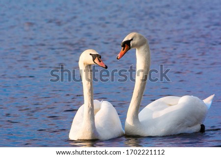 Beautiful Picture of two white swans in love swiming on the lake in the spring sunny day before nesting. White swan is symbol of peace, love and fidelity. Example of european nature