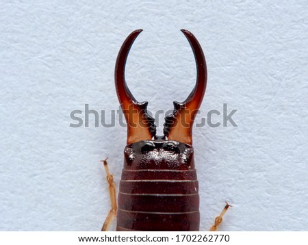 Common earwig or European earwig in a white background. Details of body. Forficula auricularia