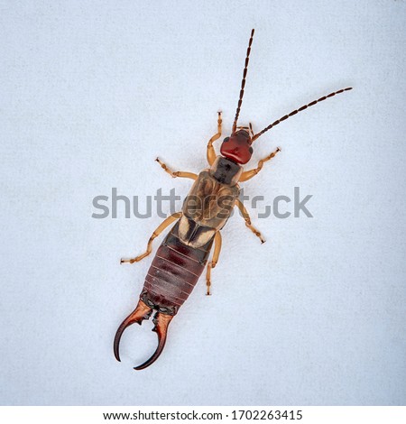 Common earwig or European earwig in a white background. Details of body. Forficula auricularia