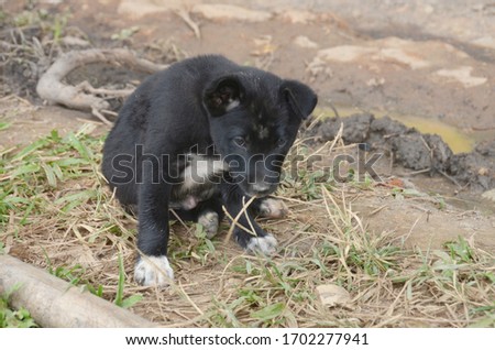 The puppy of the villagers on the top of the hill
