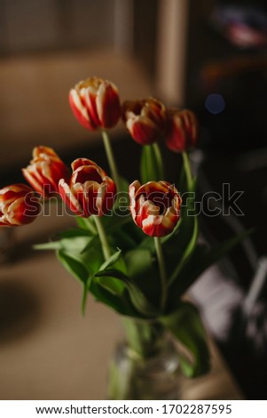 red tulips in a vase on a dark background
