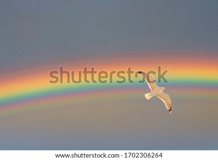 Seagull Flying in the Sky in Spring With Rainbow Royalty-Free Stock Photo #1702306264