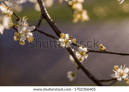 White Plum Tree Blossoms in Spring in Northern Europe