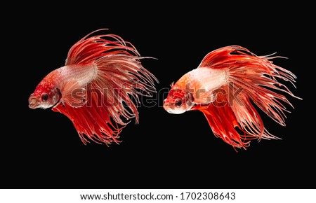 A Siamese fighting fish in any action on isolate background / crown tail fish