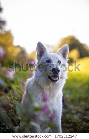 Portait of an white swiss shepherd sitting in front of flowers. Close up of a Dog in a field