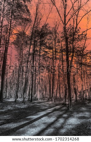 Spring Forest in Northern Europe with Bare Trees at Sunset
