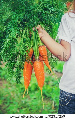 A child in the garden with carrots. Selective focus. nature