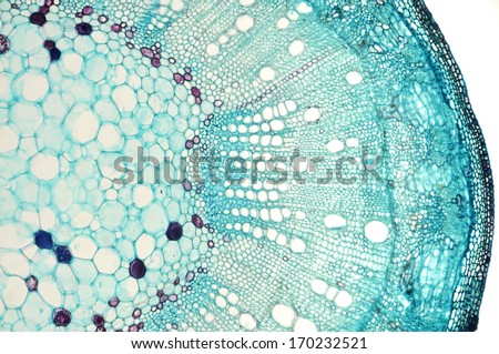 Stem of cotton Gossypium hirsutum - microscopic view Royalty-Free Stock Photo #170232521