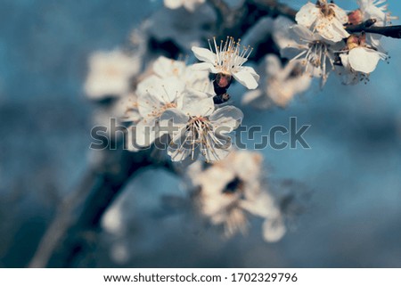 Blooming tree branch close up next to clear blue sky in a sunny spring day. Nature background for blogs, seasonal cards and web design. Selective focus