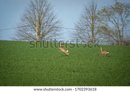 two brown deer run fast over a green field