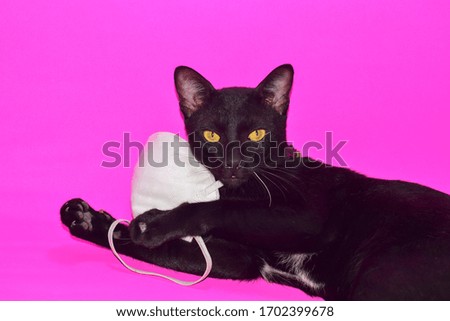 Cat with a mask isolated on a pink background Medical concepts,