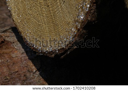 Close up picture of resin at a tree trunk in the sunlight with reflection auf the blue sky