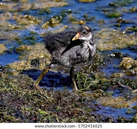A baby Common gallinule standing in green pond weed. Gallinula galeata.