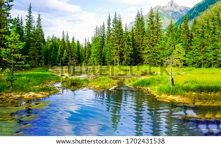 Pond in mountain forest. Forest pond in nature