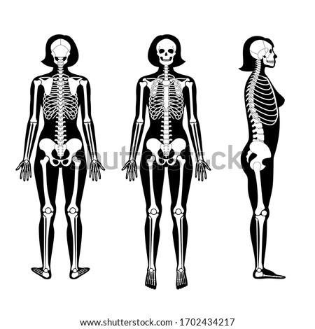 Woman skeleton anatomy in front, profile and back view. Vector isolated flat illustration of human skull and bones in female body. Halloween, medical, educational or science banner
