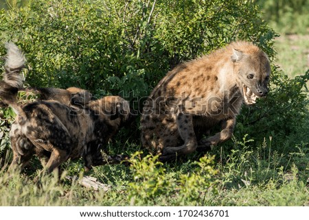 Hyena and wild dogs (painted wolves) battle it out in the Kruger National Park