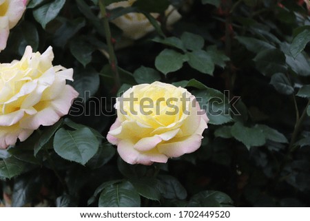 Close up view of beautiful yellow  roses in a garden in Chengdu, China