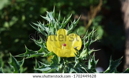 Katkar plant (Indian Argemone mexicana) in Chhattisgarh, India, selective focus in subject with blur background.