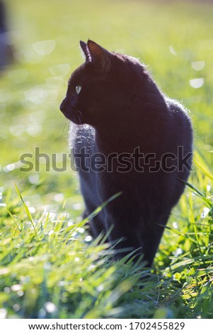 Domestic complete black cat walking through the lush green gras looking to the side