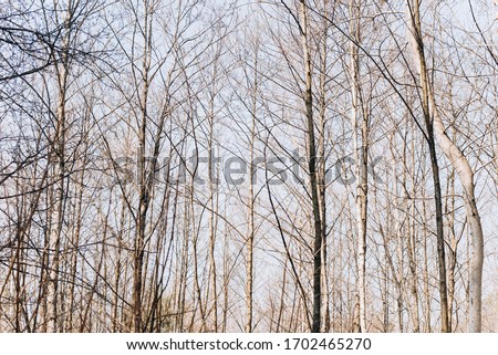 Young trees in the forest. Texture of trees.
