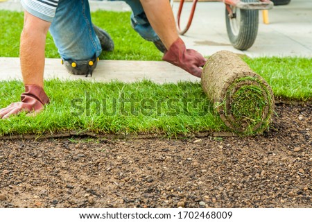 Gardening - Gardener laying sod for the new lawn Royalty-Free Stock Photo #1702468009