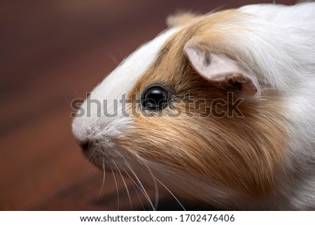 A beautiful, small white-beige guinea pig sits on a wooden floor. Close-up