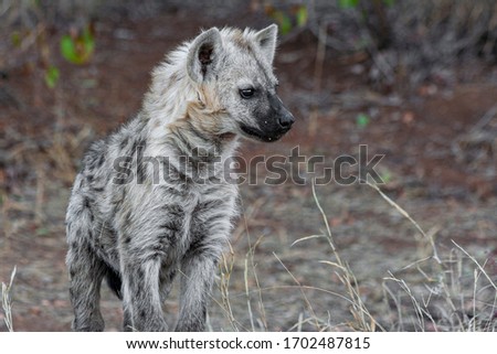 Spotted Hyena in the Kruger National Park, South Africa