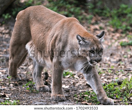 Panther Florida animal close-up profile view, foraging with a foliage background while displaying body, head, ears, eyes, nose, paws, tail in its environment and surrounding