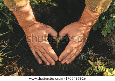 Lovely picture of man holding hands in heart shape position around sprout. Planting and gardening time in spring