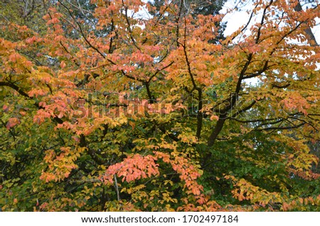 Vibrant colours of autumn, mature trees in dense English woodland at Westonbirt Arboretum in the Cotswolds, England.