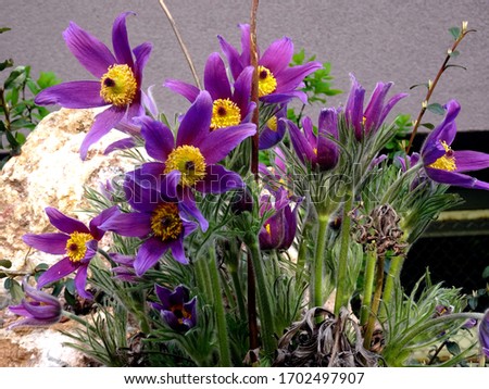 Purple pasque flowers (Pulsatilla vulgaris) Royalty-Free Stock Photo #1702497907
