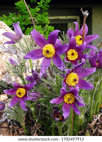 Purple pasque flowers (Pulsatilla vulgaris) Royalty-Free Stock Photo #1702497913