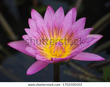 Beautiful pink lotus or waterlily flower in ponds