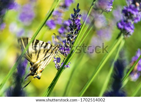 A butterfly swallowtail sits on a lavender flower on a green natural pastel background. The butterfly has spread wings