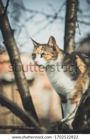 Colorful orange white and black cat between the branches on tree exploring world