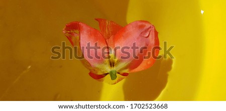 Red tulip on the water in a yellow plastic bucket (top view, abstraction).
