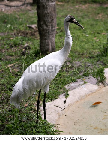 Whooping crane bird close-up profile view standing tall by the water with foliage background in its surrounding and environment.