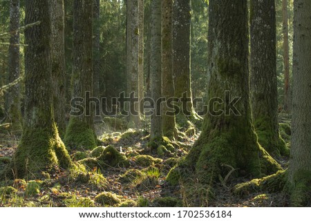 Details of the natural old tall aspen trees covered with green mosses and back lit and eovapurating moist by morning sunlight 