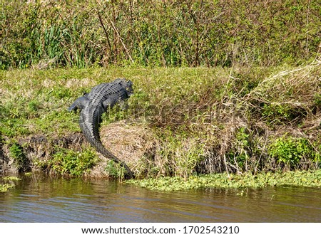 An alligator laying in a grassy Florida swamp sunning itself on a sunny day.